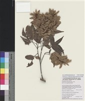 藏品(黃杞)的圖片